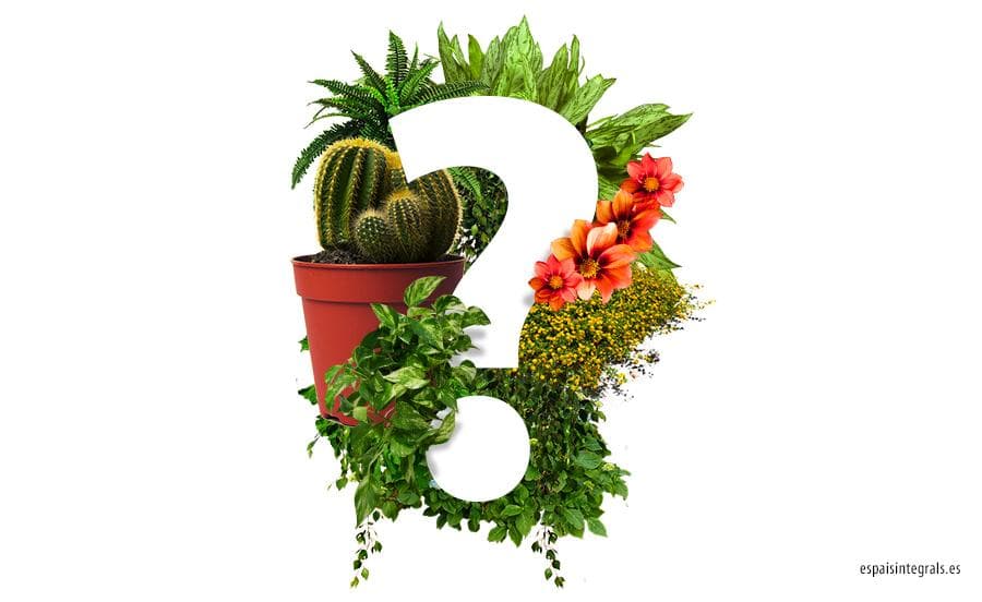 ¿Cuáles son las mejores plantas para la oficina?